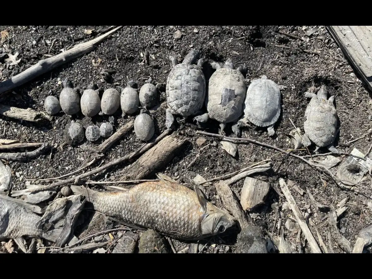Over 40 turtles were rescued from a dying Pennsylvania lake in 2025; now, after a massive cleanup, they’re finally returning to the water they once called home 