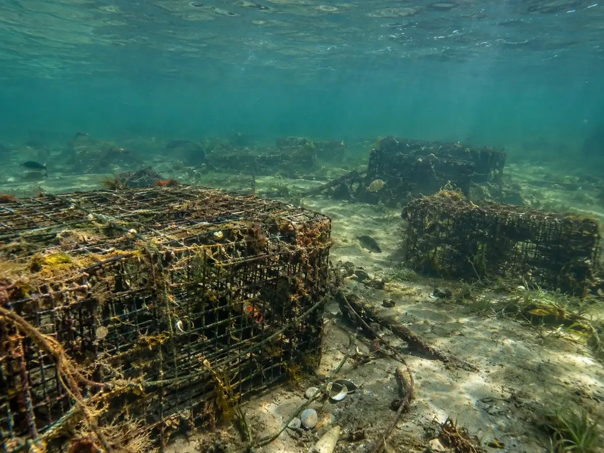 North Carolina removed 4 to 7 tons of abandoned crab pots from coastal waters; fishermen recycled the metal into 700 feet of new oyster-reef structure 