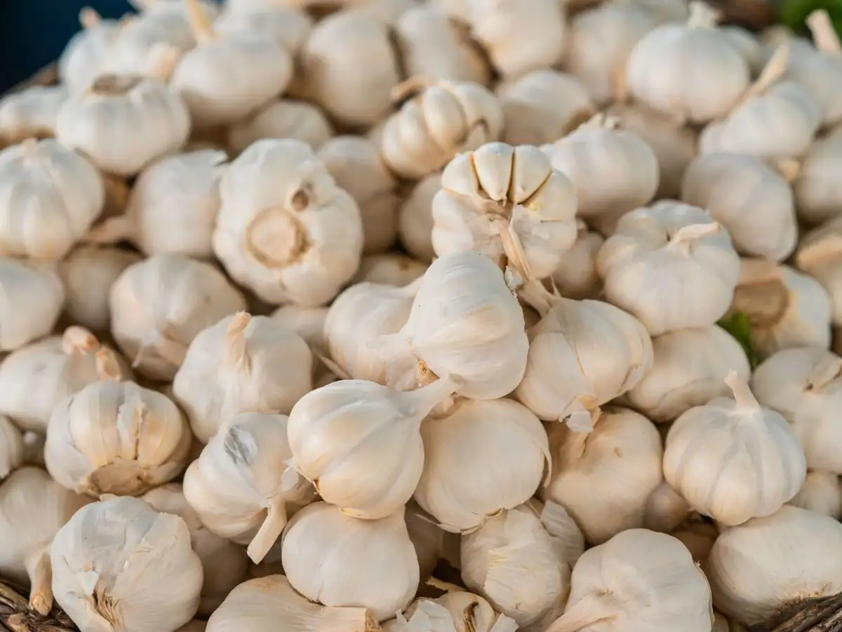 In 1975, Chicago lawyer John Swenson ordered an unusual garlic from a catalog out of curiosity; decades later, that curiosity had grown into 150 preserved varieties 