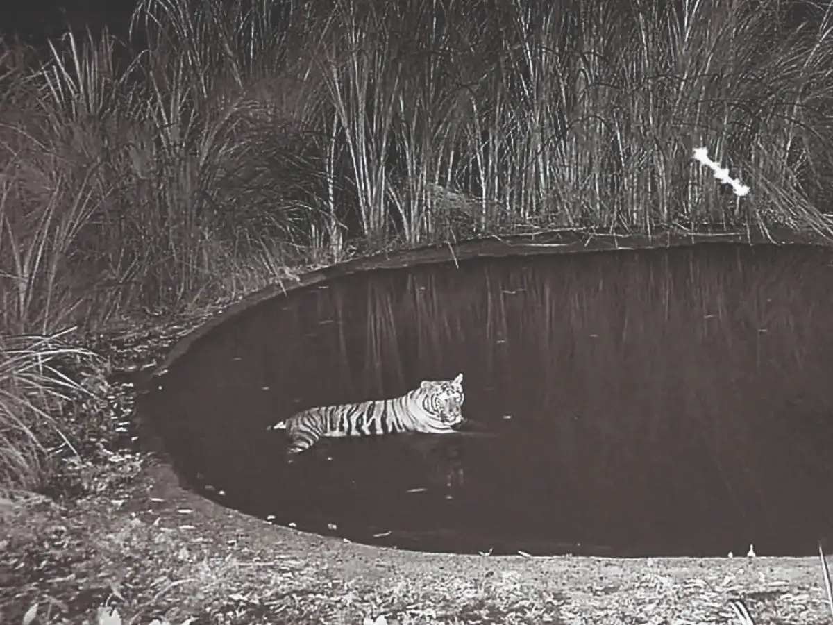 Buxa to get its first tigress as Bengal begins tiger reintroduction drive in north 