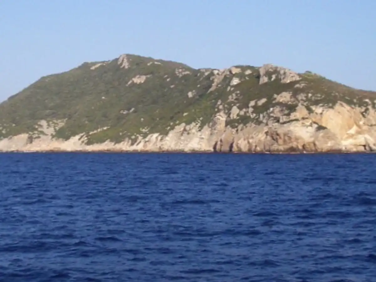 Italy eradicated black rats from Zannone in 2007; nine years later, Scopoli's shearwater nesting pairs had nearly tripled from 27 to 80 on the Mediterranean island 