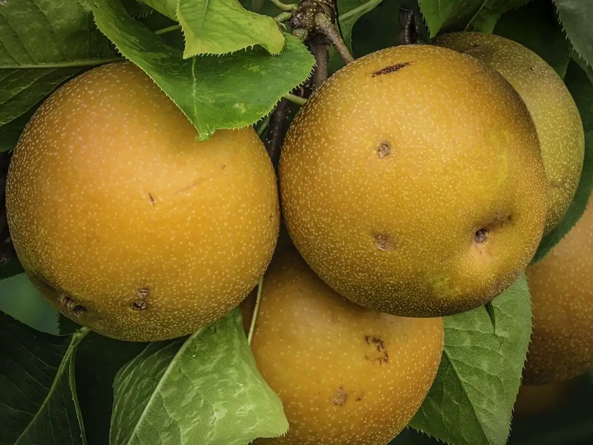 An Asian pear can look like any other sweet fruit, but needs extra acid for home canning; add 1 tablespoon of bottled lemon juice to every pint jar 