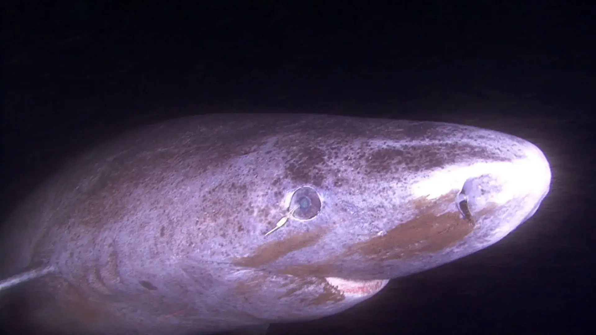 Greenland sharks can live 400 years without losing their vision: Scientists once thought they were blind, now they know why 