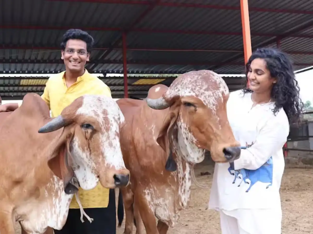 From 20 rented cows to Rs 2.4 crore revenue: Engineer's gamble turns into a farm with 100 Gir cows, 300+ sandalwood trees &amp; dozens of mango varieties 
