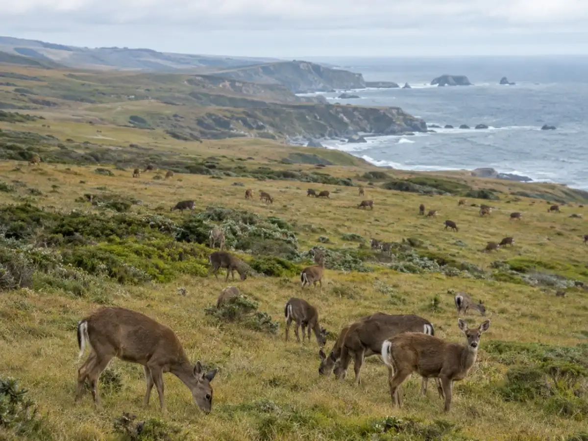 In the 1940s, a California landowner released about three dozen zoo deer at Point Reyes for hunting; by 2002, the two non-native herds had grown to roughly 1,100 animals 