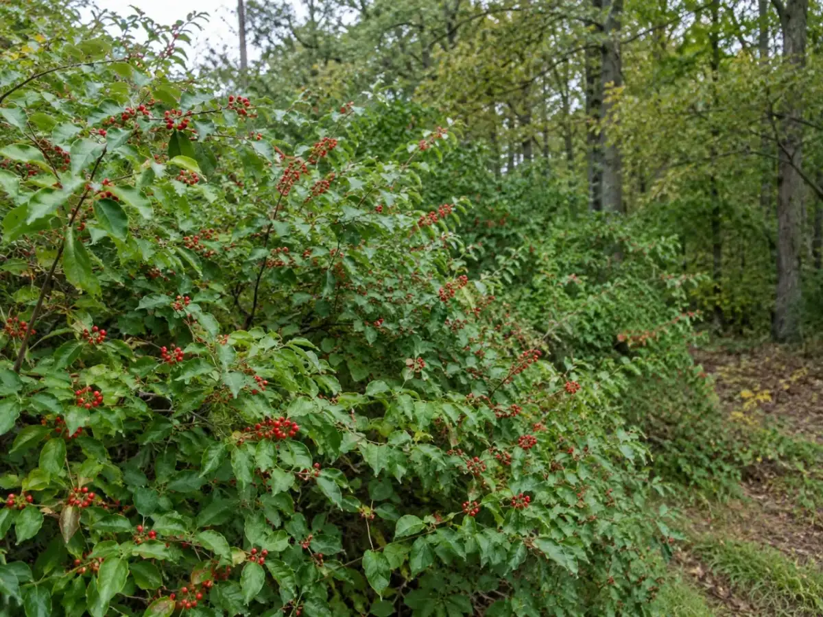 Amur honeysuckle arrived in America as an ornamental shrub; it later became a major invasive concern in forests across the northern United States 