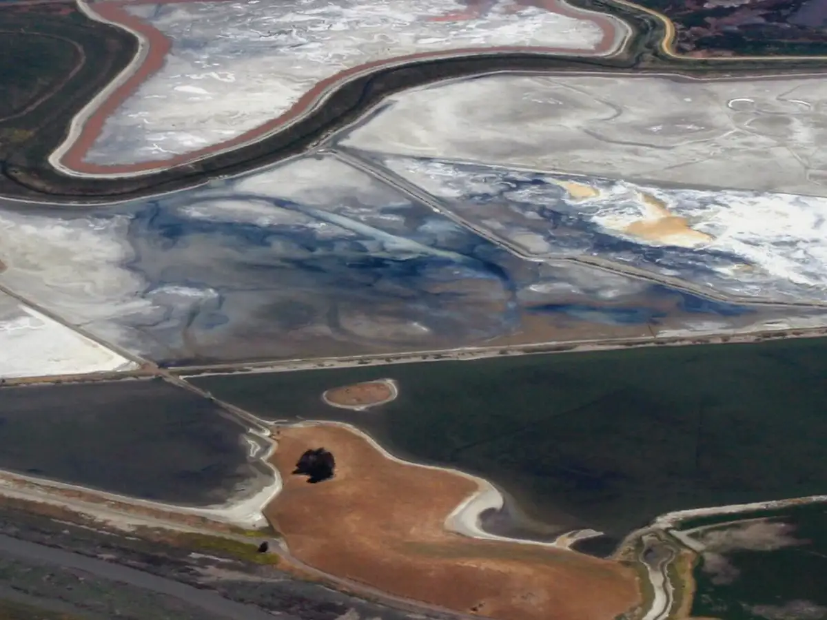 San Francisco Bay cut invasive cordgrass by more than 97%; native Ridgway’s rails later expanded into restored former salt ponds as marsh habitat returned 