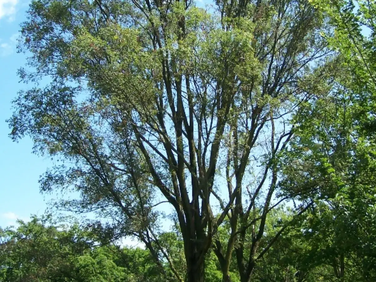 Siberian elm was widely planted in America for windbreaks and as a ...