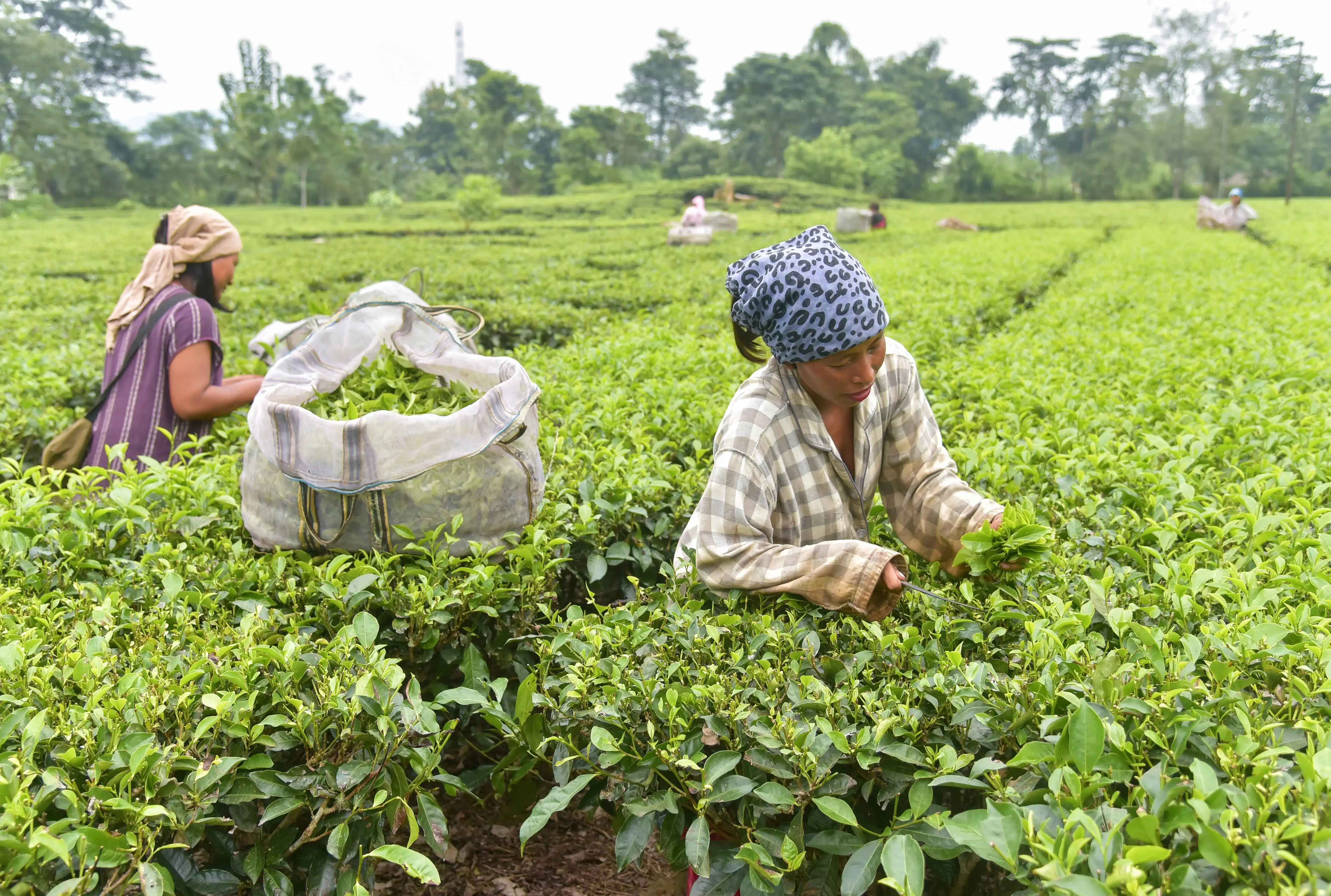 Tea Board pushes for more transparent,...