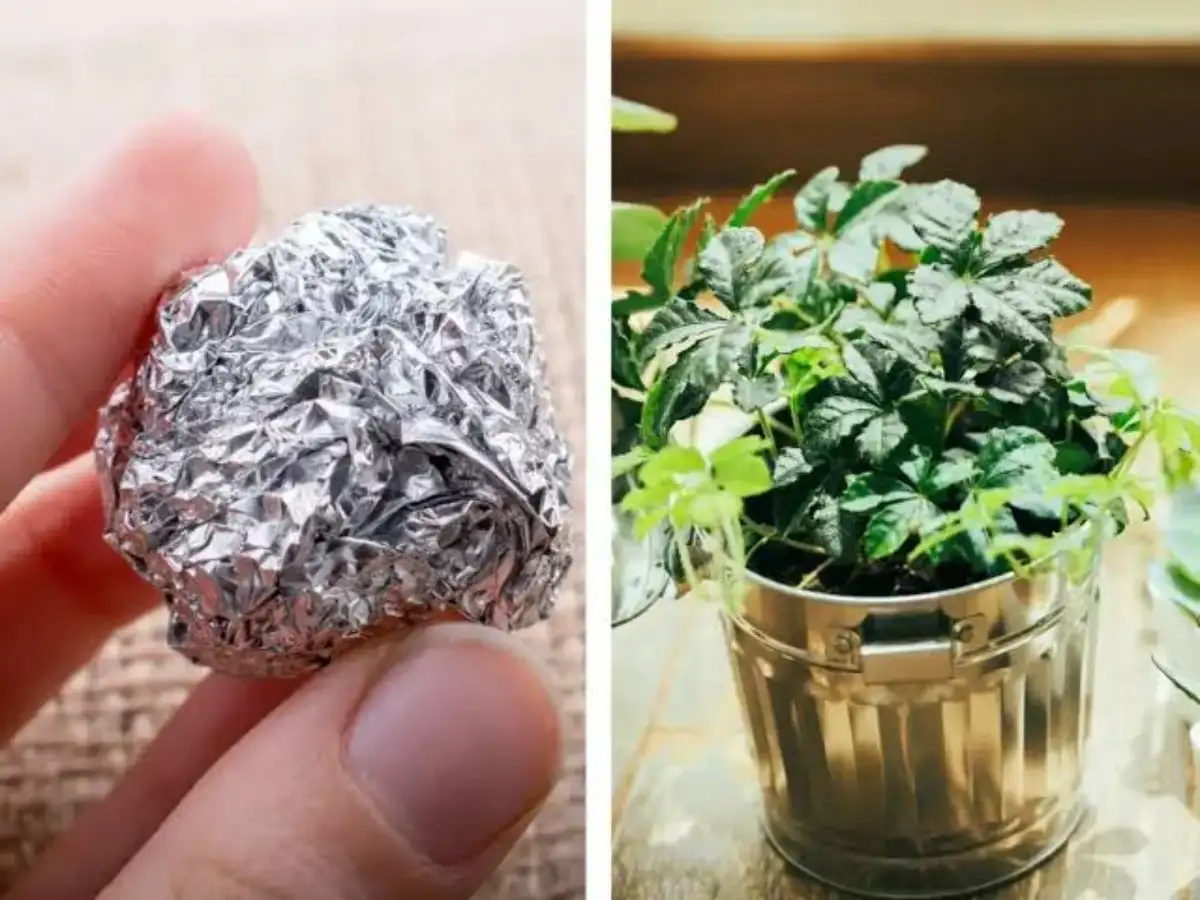 Placing aluminium foil around potted plants: How this simple home trick works, its benefits and the right way to use it to help indoor plants thrive 