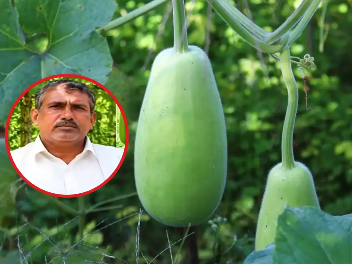 ₹45 lakh in 90 days: This Bengaluru farmer earns Rs 50,000 per day by selling small lauki to Qatar buyers 