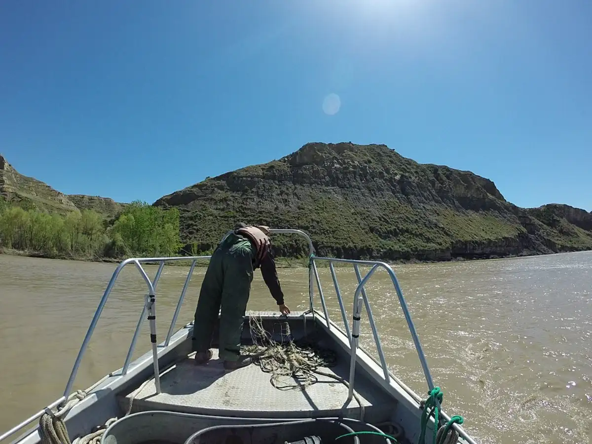 Montana removed non-native brook trout and repaired mining-damaged White's Creek; the struggling native cutthroat trout population then grew at least sevenfold 