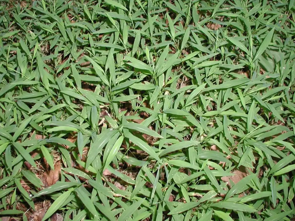 Researchers removed invasive Japanese stiltgrass from 8 Indiana forest ...