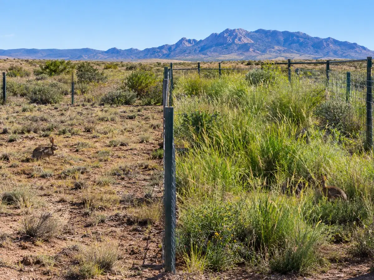 Scientists kept rabbits out of experimental plots in New Mexico's desert for 50 years; by 1989, one grass had 30 times more basal area in protected plots 