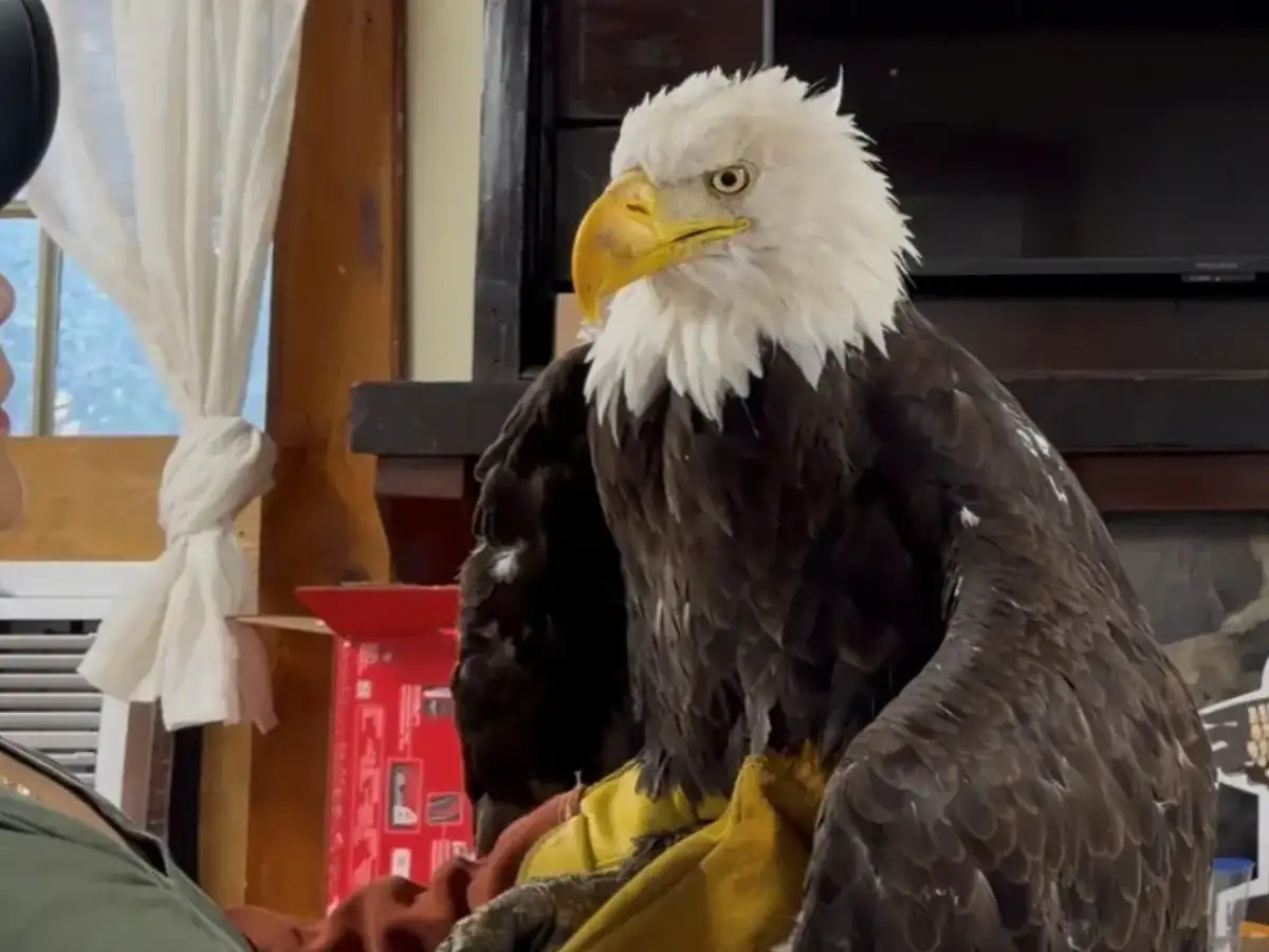 Jackie the celebrity bald eagle died of bird flu, California officials confirm 