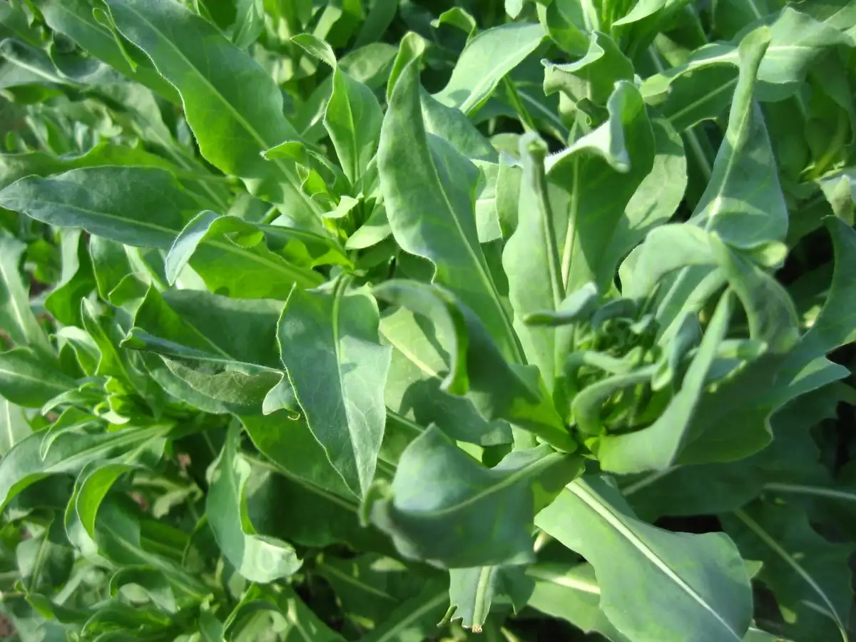 Before 1850, Americans grew Dyer’s woad for blue dye; in the Great Basin, one infestation later grew from 12,000 to 150,000 acres in eight years 