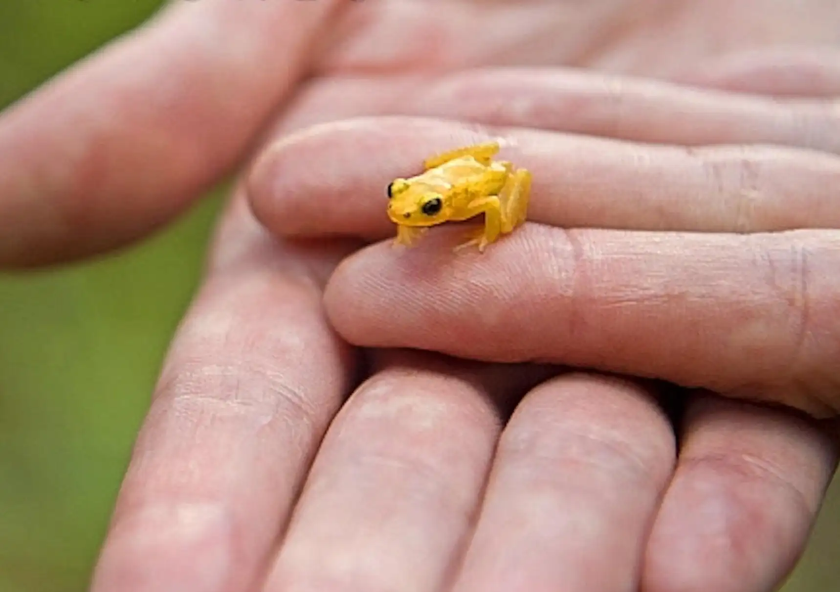 Poison dart frog