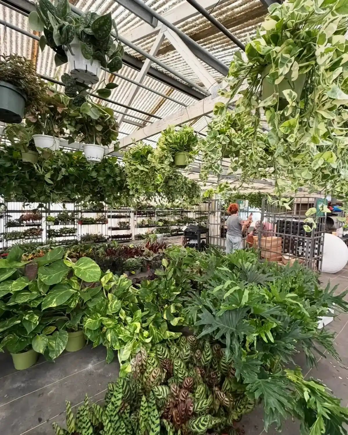 Brandon Hurst new greenhouse