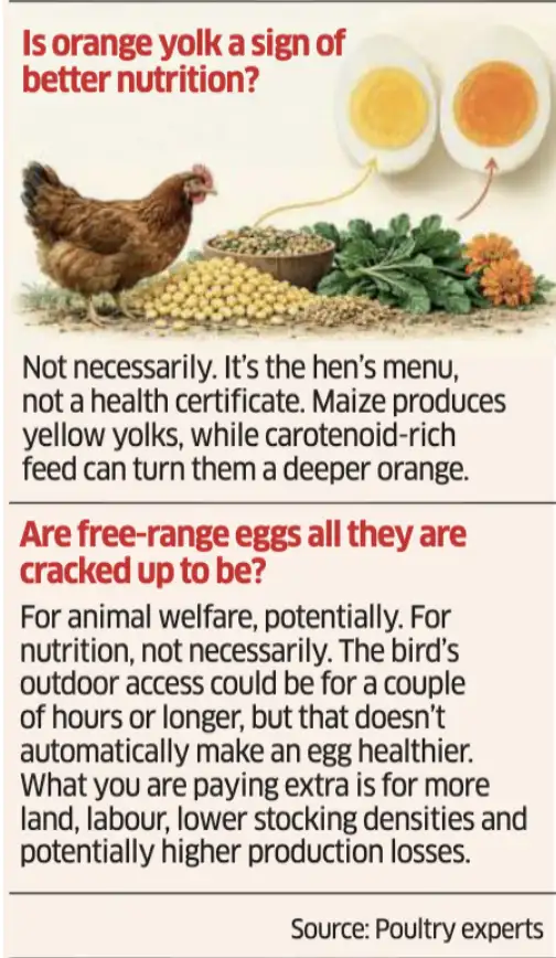 Is orange yolk a sign of better nutrition?