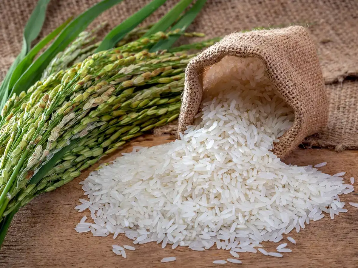 Rs 30 per kg rice gets no takers in fair price shops, claims PMK chief Anbumani 