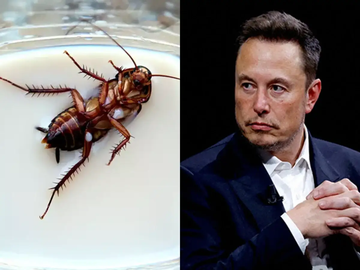 Elon Musk has just one word for cockroach milk being touted as next superfood; the bizarre way it's extracted is even more shocking 