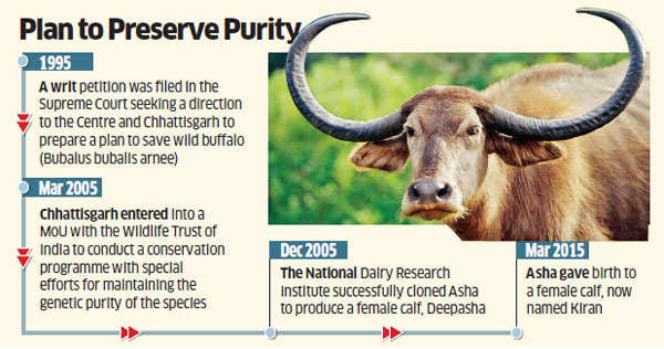 Fate of Wild Water Buffaloes now depends on 13-year-old surviving adult  female Asha - The Economic Times