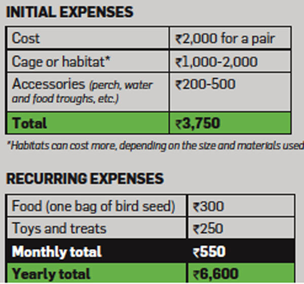 Want To Know The Real Cost Of Keeping A Pet Find Out The Economic Times