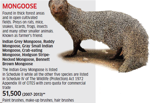 Lesser-known species like Otter, Pangolin form a large part of wildlife  trade - The Economic Times