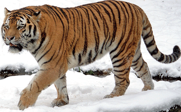 Surviving on the edge: Animals brought back from the brink of ...