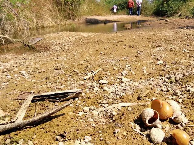 Tamil Nadu dry spell: Crop losses push farmers to the brink of despair ...