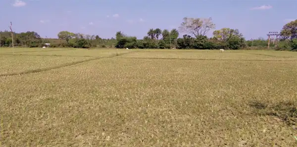 Tamil Nadu dry spell: Crop losses push farmers to the brink of despair ...