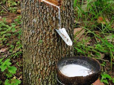 Kerala Cm To Take Up Rubber Growers Woes With Pm