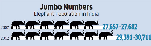 How the national elephant census went about the job of counting the