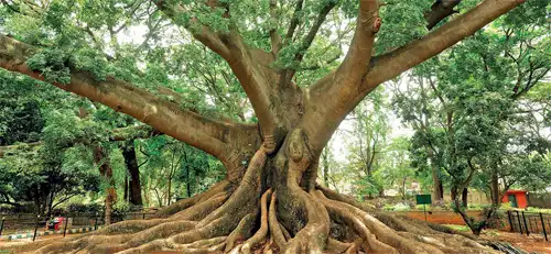 Layers of Lalbagh: From rocks dating back to 3,000 mn years and a ...