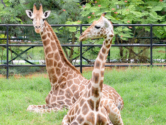 transporting exotic animals