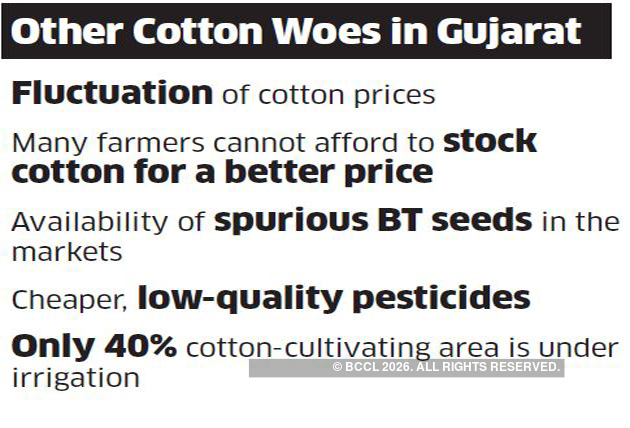 Saurashtra How World S Biggest Producer Of Cotton Is Now Threatened By Bollworms The Economic Times