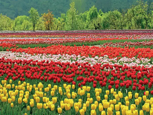 From celebrating Gudi Padwa to attending Navras: Draw up a plan for ...