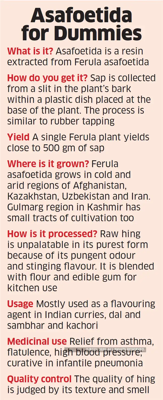 Hing Spice Meet the hing kings, who brought the spice to India over a