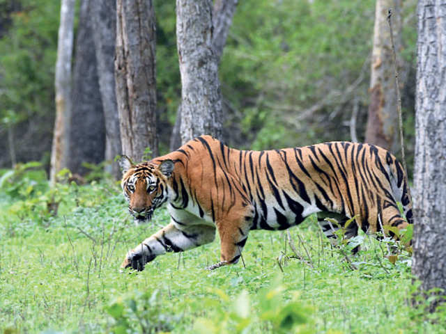 World Tiger Day: Tiger on the prowl: Visit Ranthambore, Sariska to