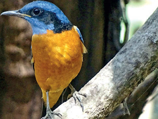 western ghats: Head to the Western Ghats for fulfilling your bird watching  dreams - The Economic Times
