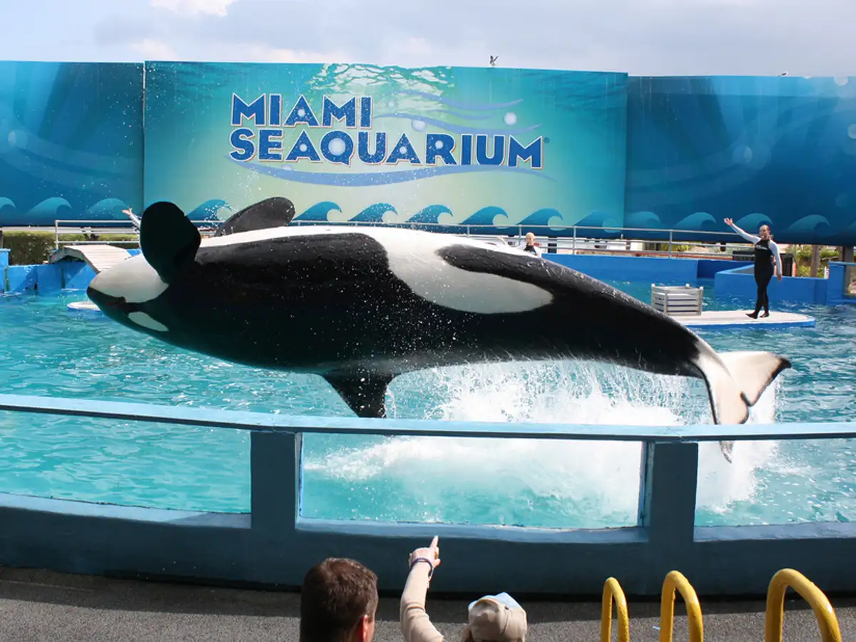 Lolita: Not a person or a book: Lolita is a killer whale - The