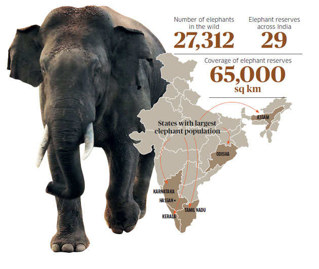 With humanelephant conflict taking more lives on both sides