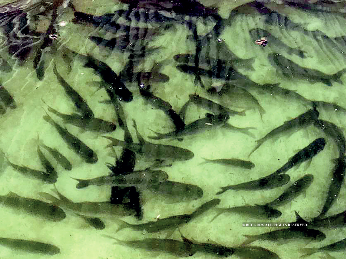 a soil-free success: aquaponic agriculture on the rise