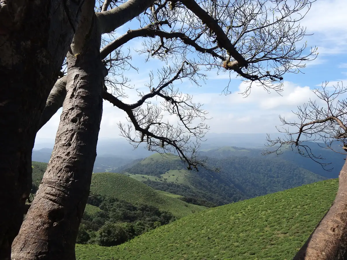 From pepperloaded curries to aromatic coffee is the land