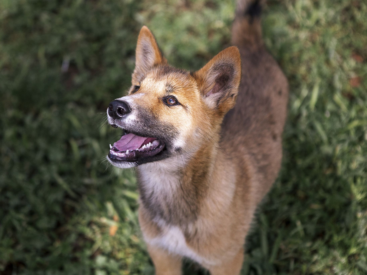 usikre rådgive Med venlig hilsen Dingo: Don't be fooled by the puppy eyes: This stray 'dog' is an  endangered, feral animal - The Economic Times