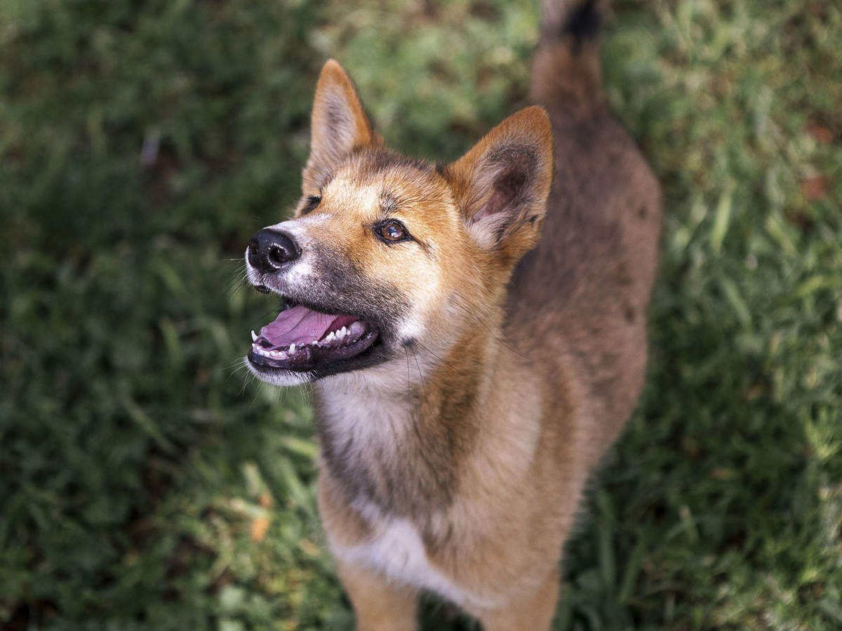 Dingo: Don't be fooled by the puppy eyes: This stray 'dog' is an  endangered, feral animal - The Economic Times