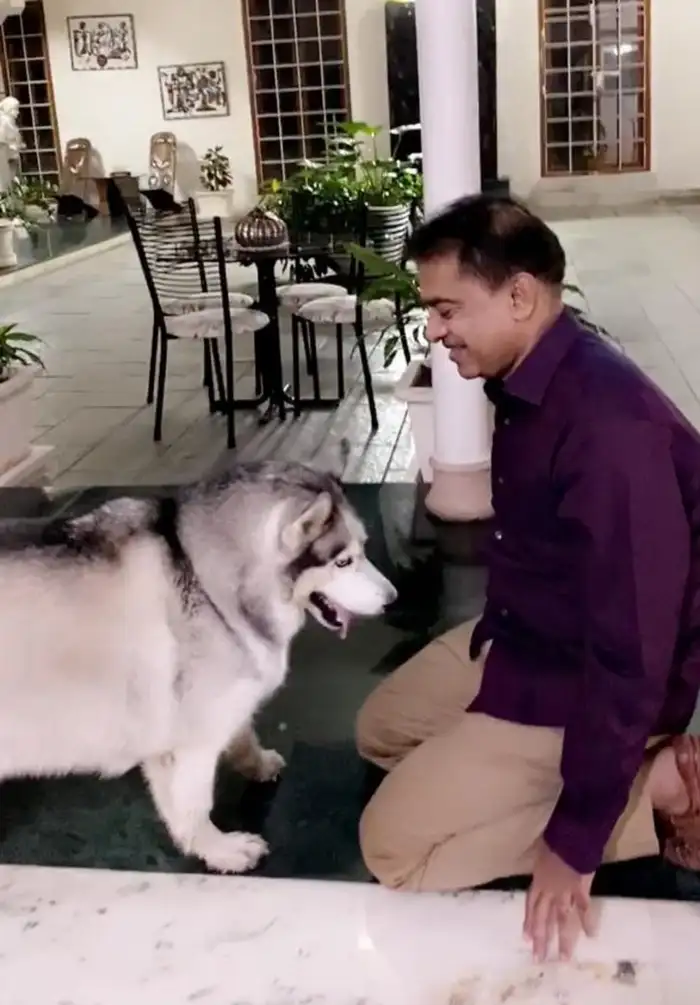 husky exercise equipment