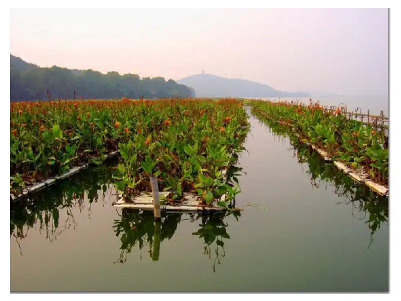 AQUACULTURE With techsavvy Dubai, UAEIndia partnership can alter