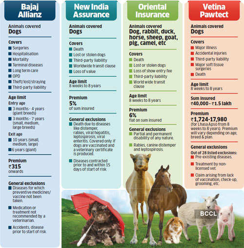 pet insurance: What pet insurance covers, how much it costs and the  products on offer - The Economic Times