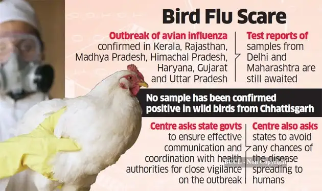 bird flu india: Bird flu confirmed in 7 states; test results of Delhi ...